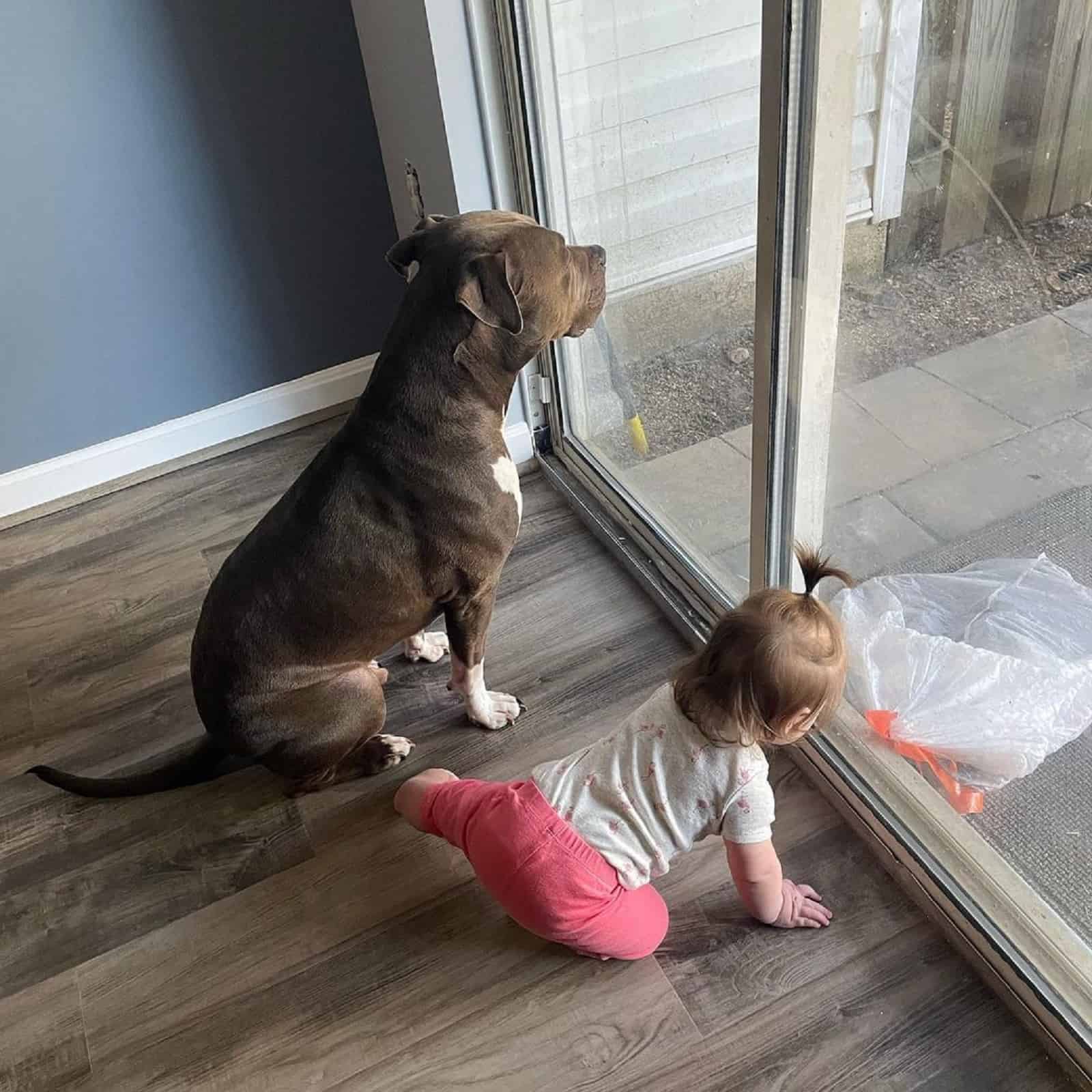 dog sitting beside a baby and looking through the window