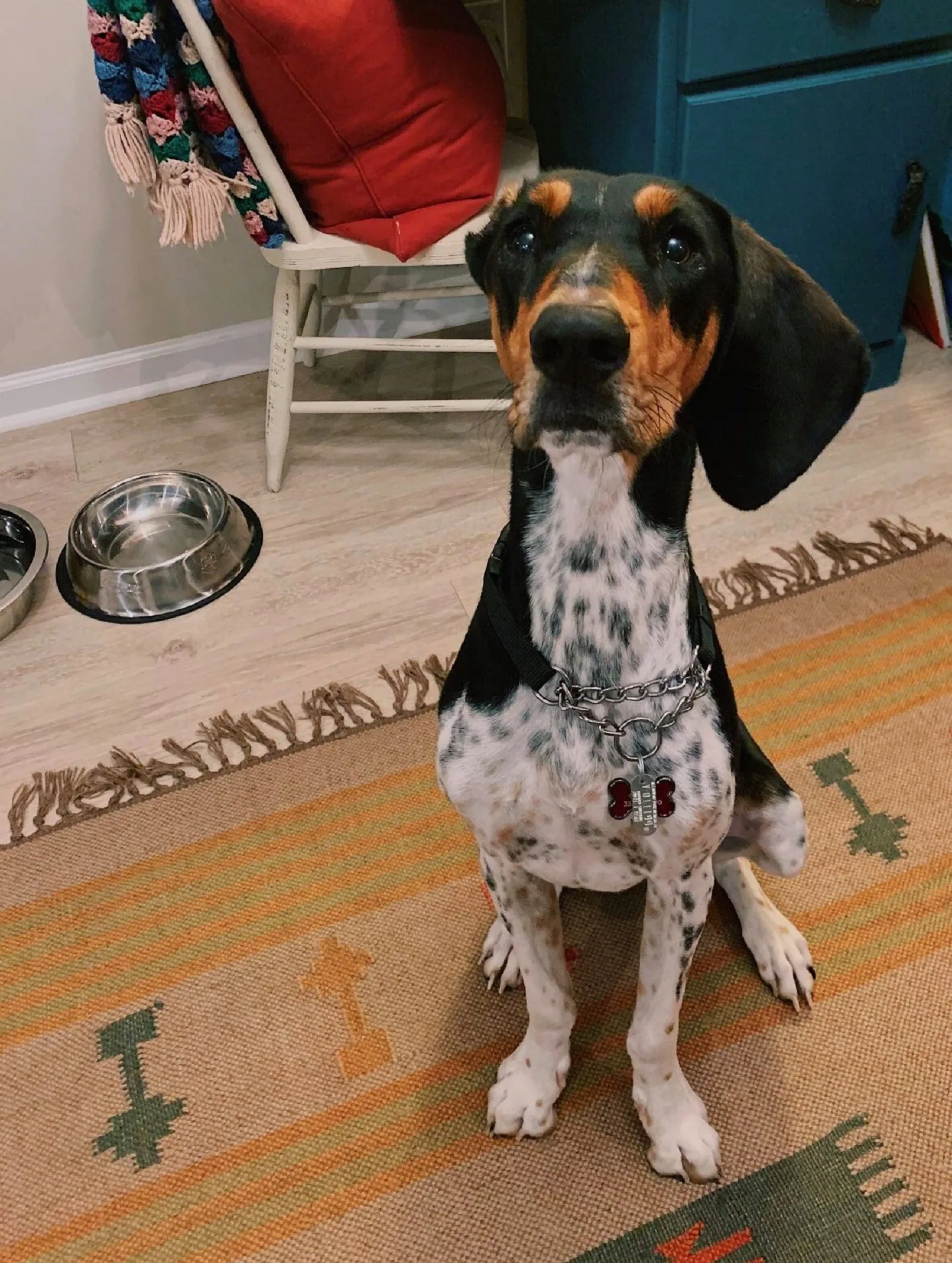 perro sentado en la alfombra y mirando a la cámara