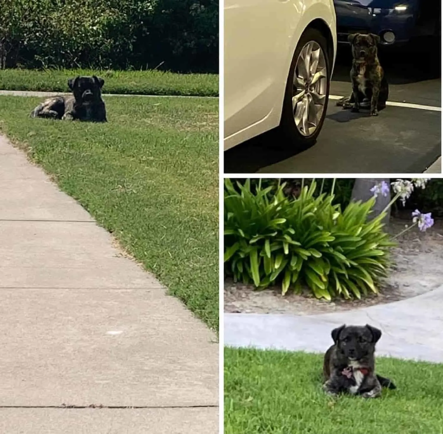 perro sentado en el césped y en el estacionamiento