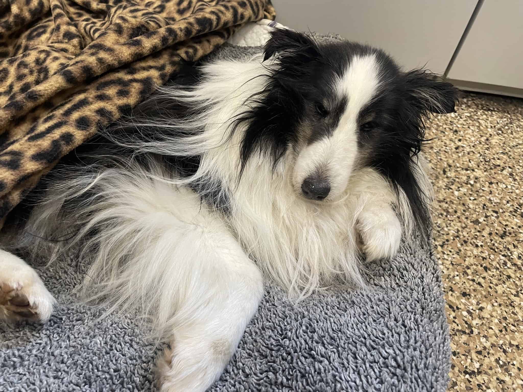 dog sleeping on the floor