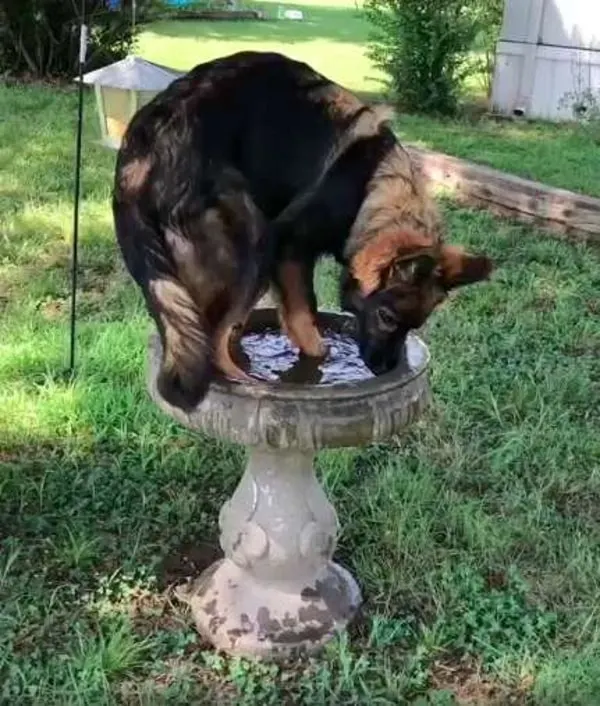 german shepherd standing on a birdbath