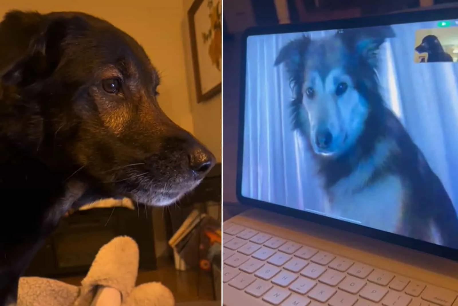 dos perros mirándose a través de la pantalla del portátil