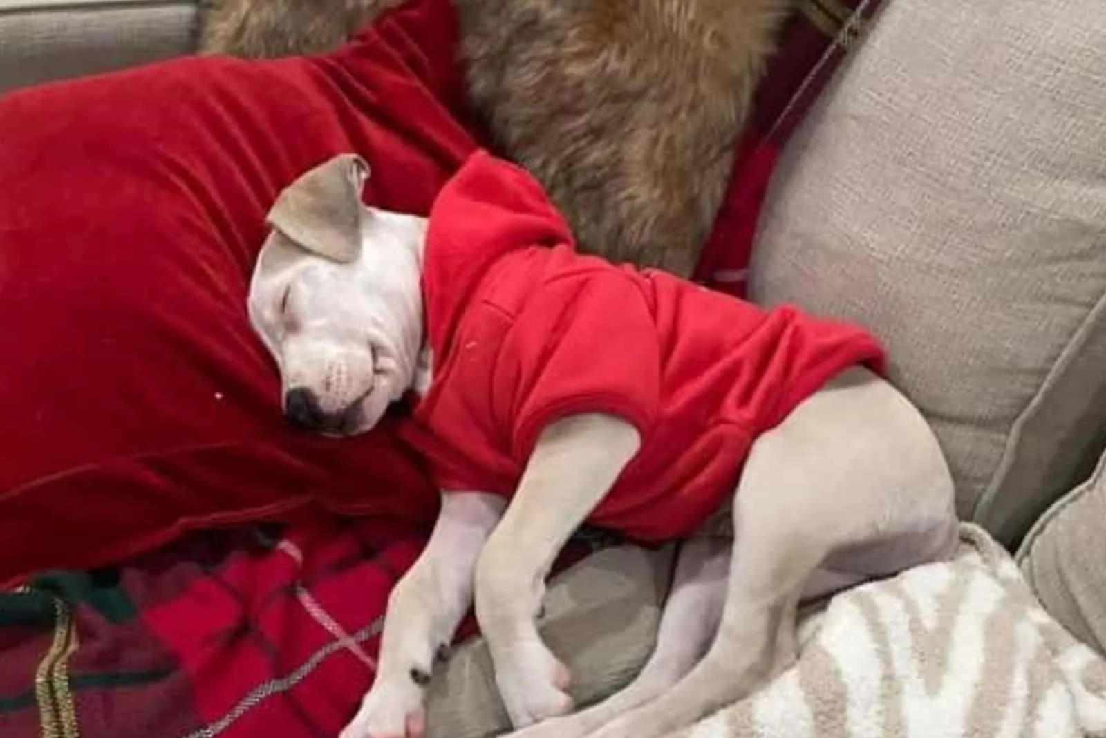 perro vistiendo sudadera con capucha y durmiendo