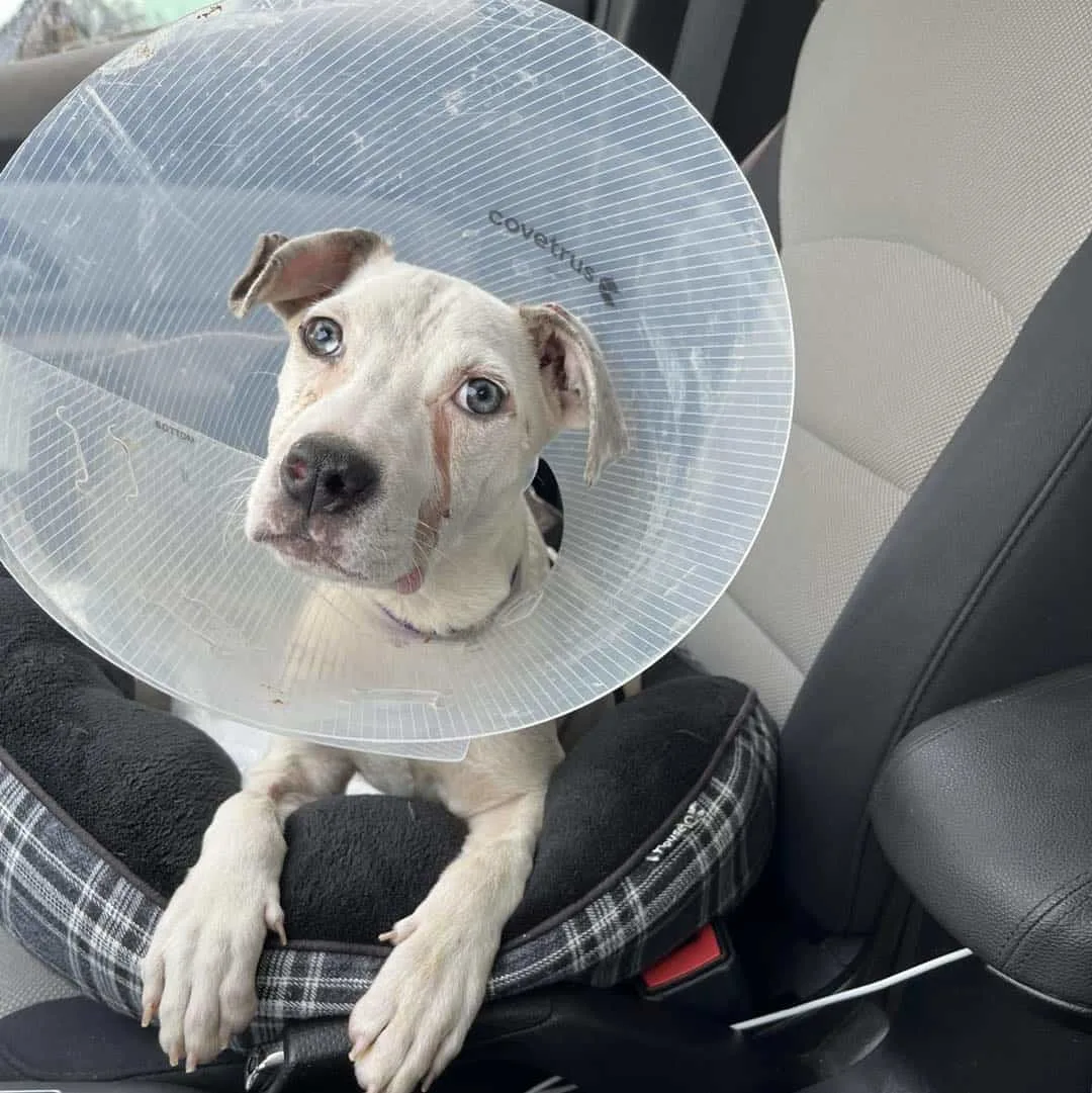 perro con collar