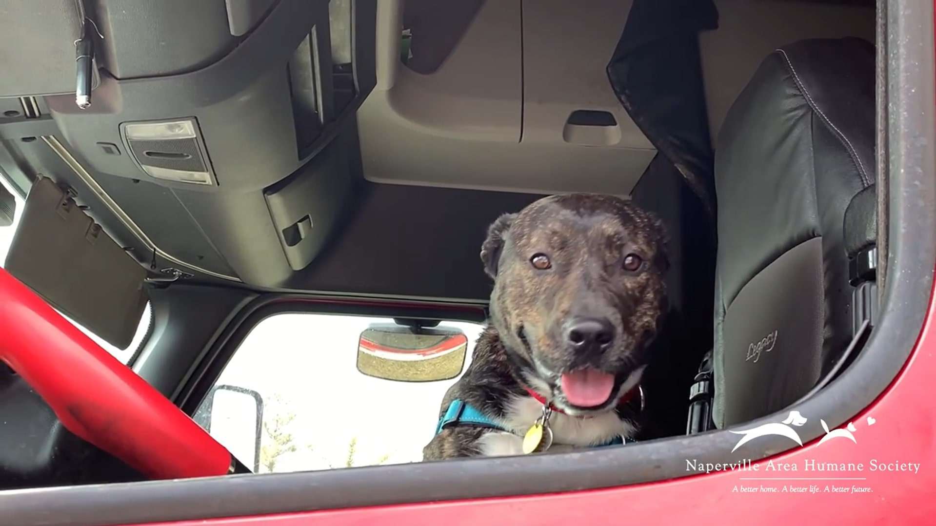 dog with head outside of the window of truck