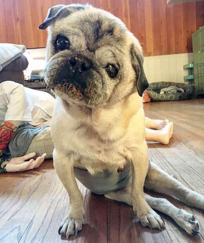 dog with separation anxiety