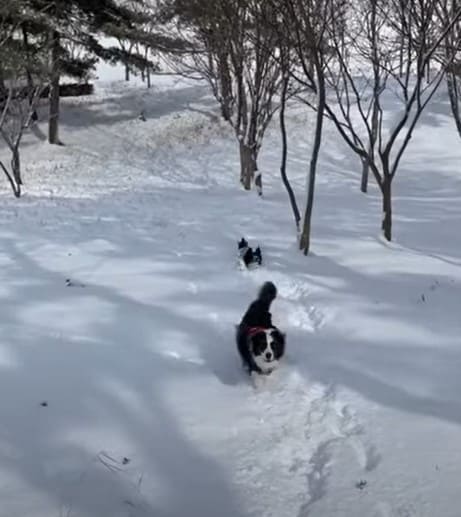 dogs in snow