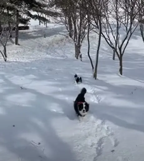 dogs in snow