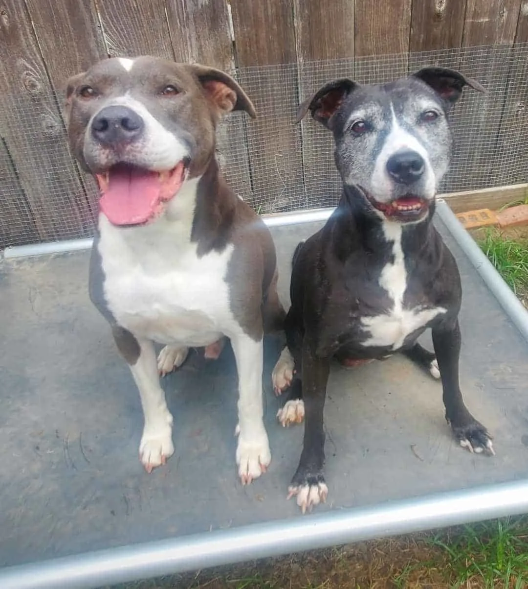 two dogs sitting together outside and smiling 