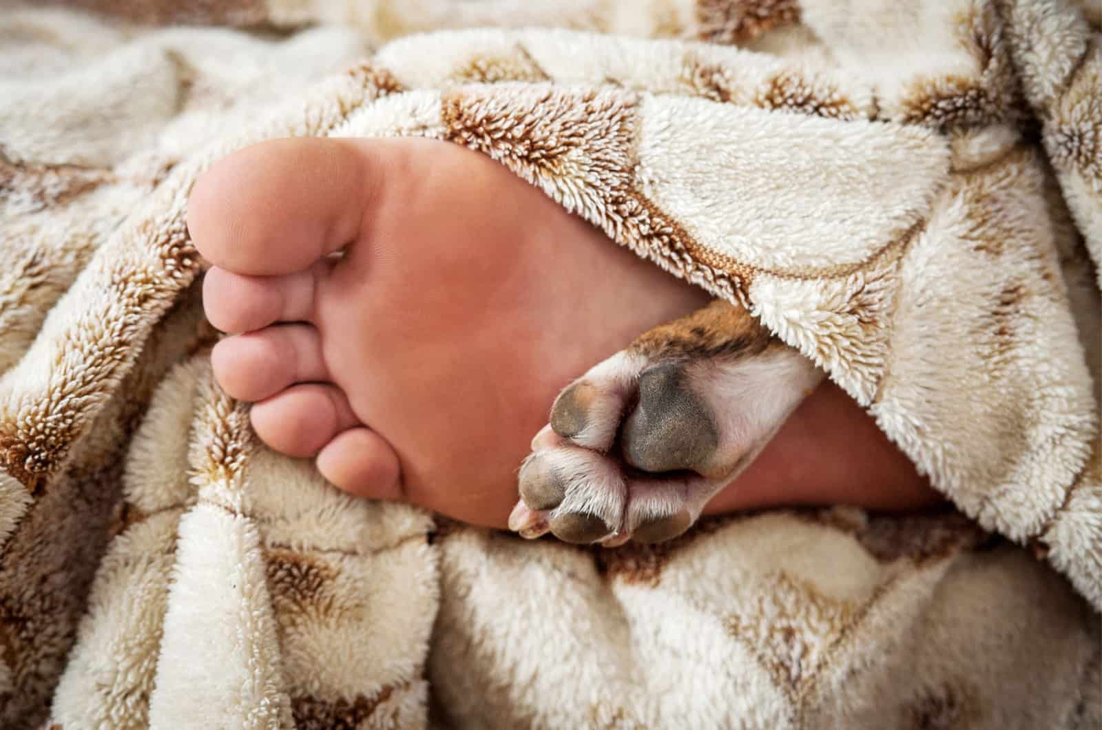 feet and dog feet