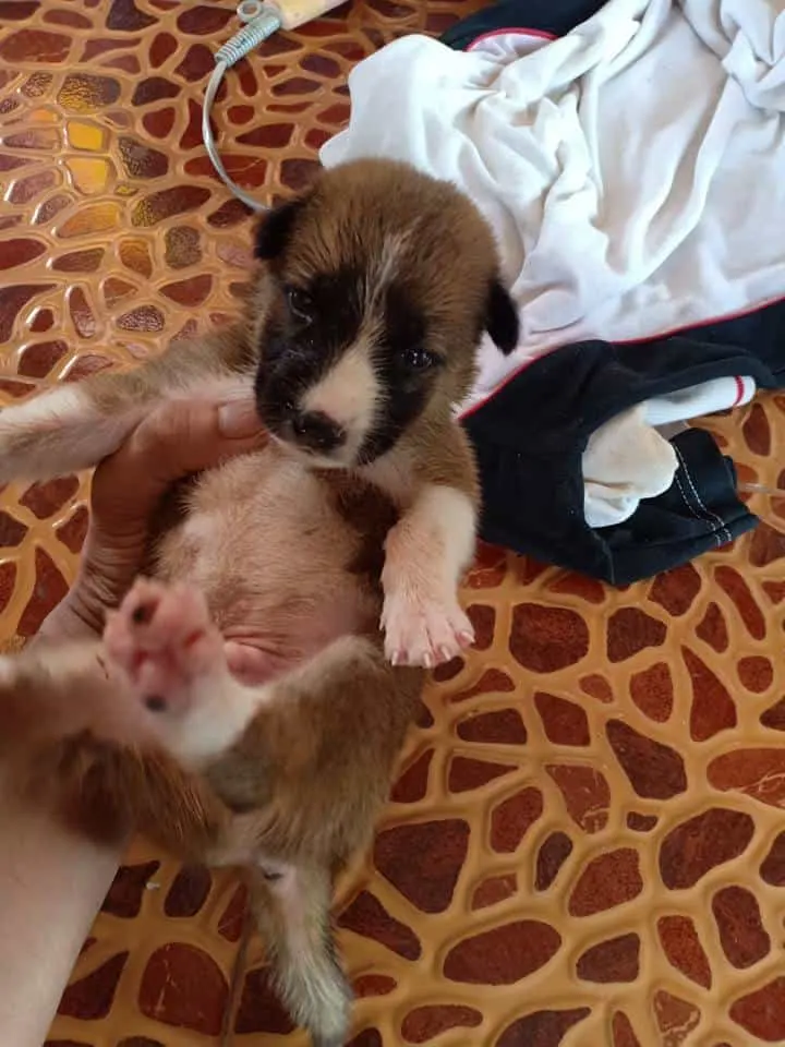 fluffy pup enjoying cuddles after a bath