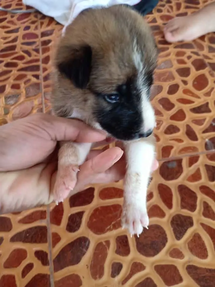 fluffy pup meets his new owner