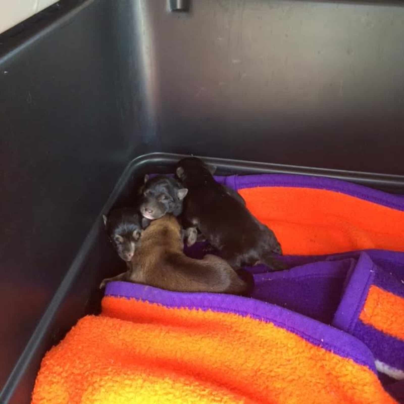 four newborn puppies lying on blanket