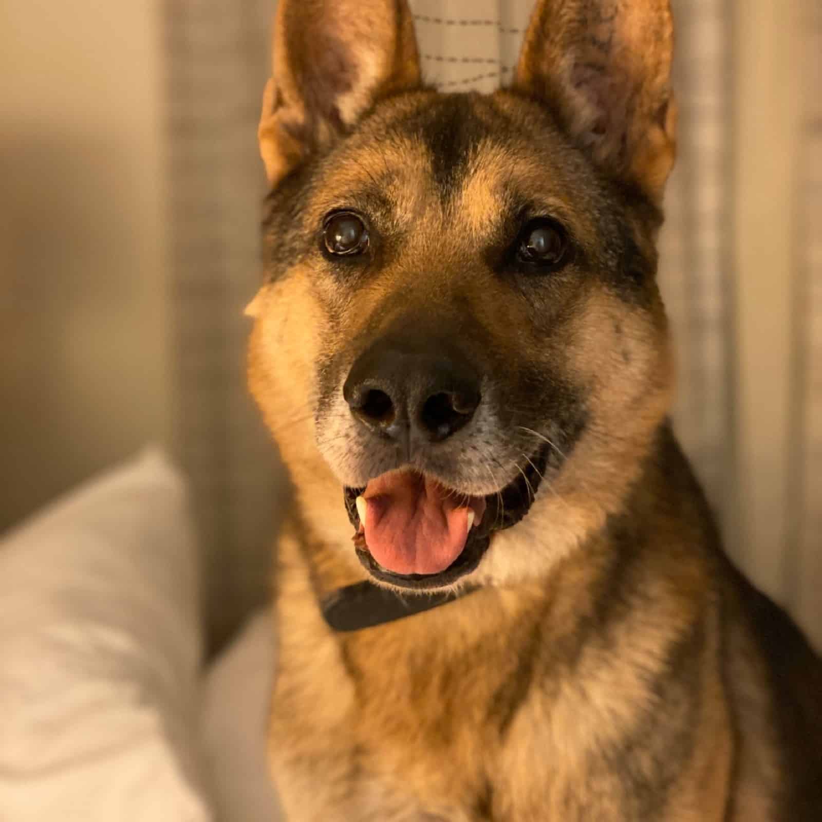 german shepherd dog sitting on the bed