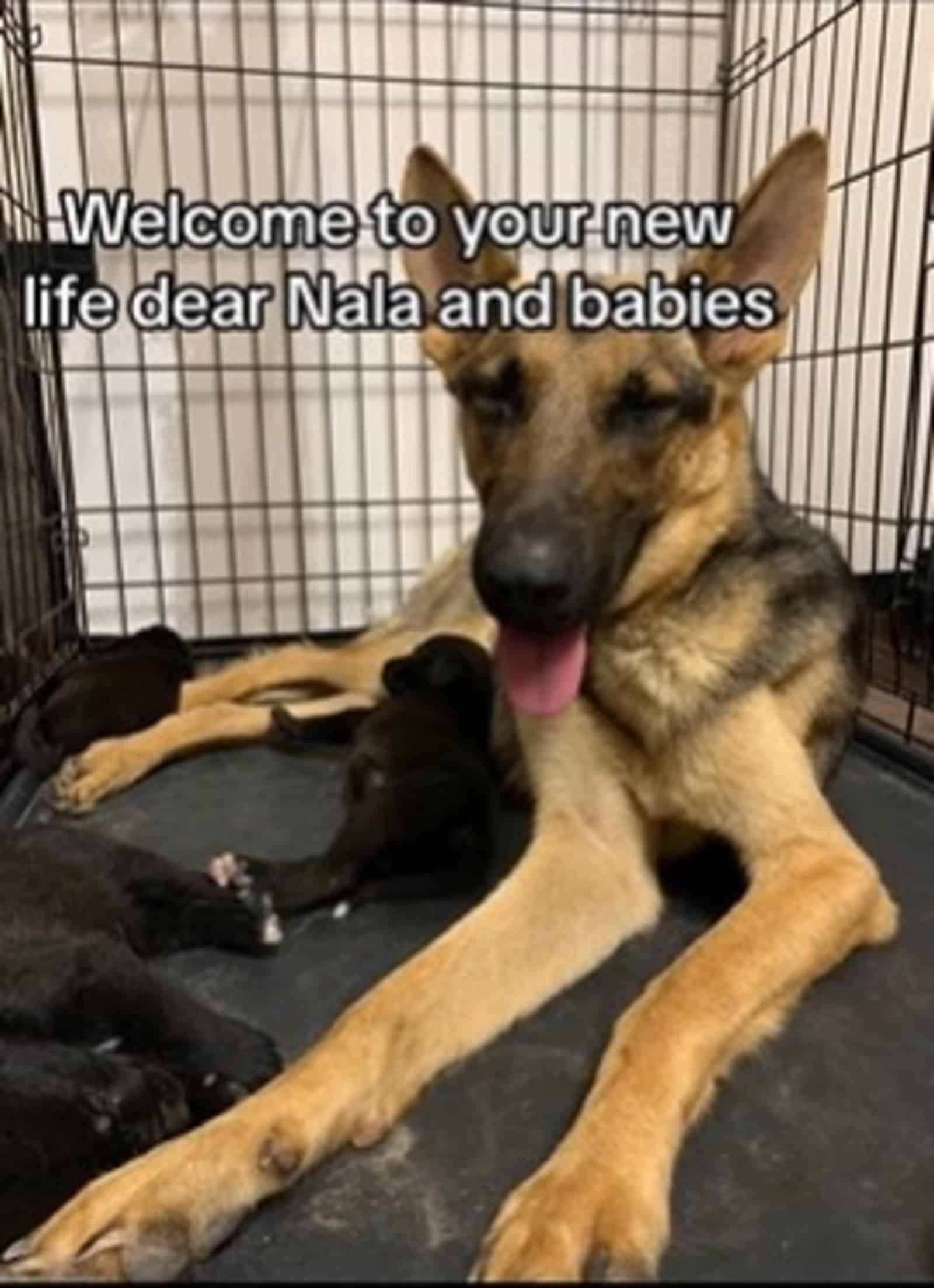 german shepherd dog and her puppies in a crate