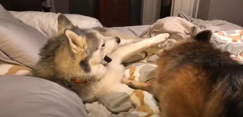 german shepherd dog and husky dog on the bed