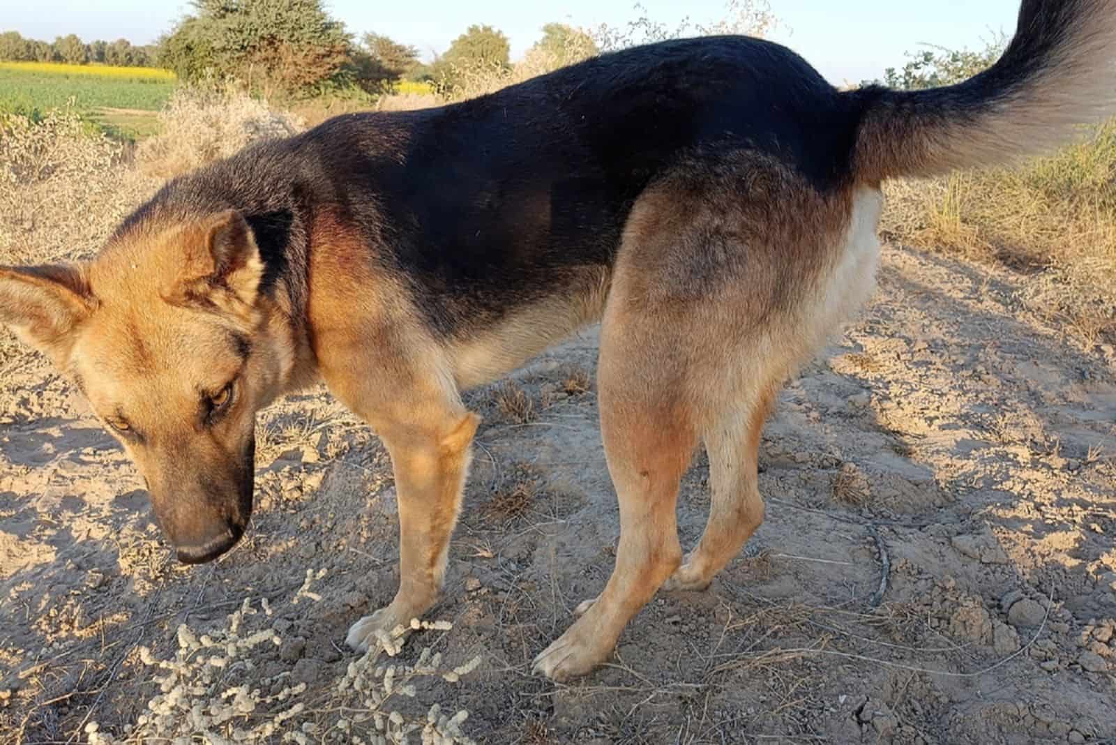 german shepherd dog in nature chasing his tail