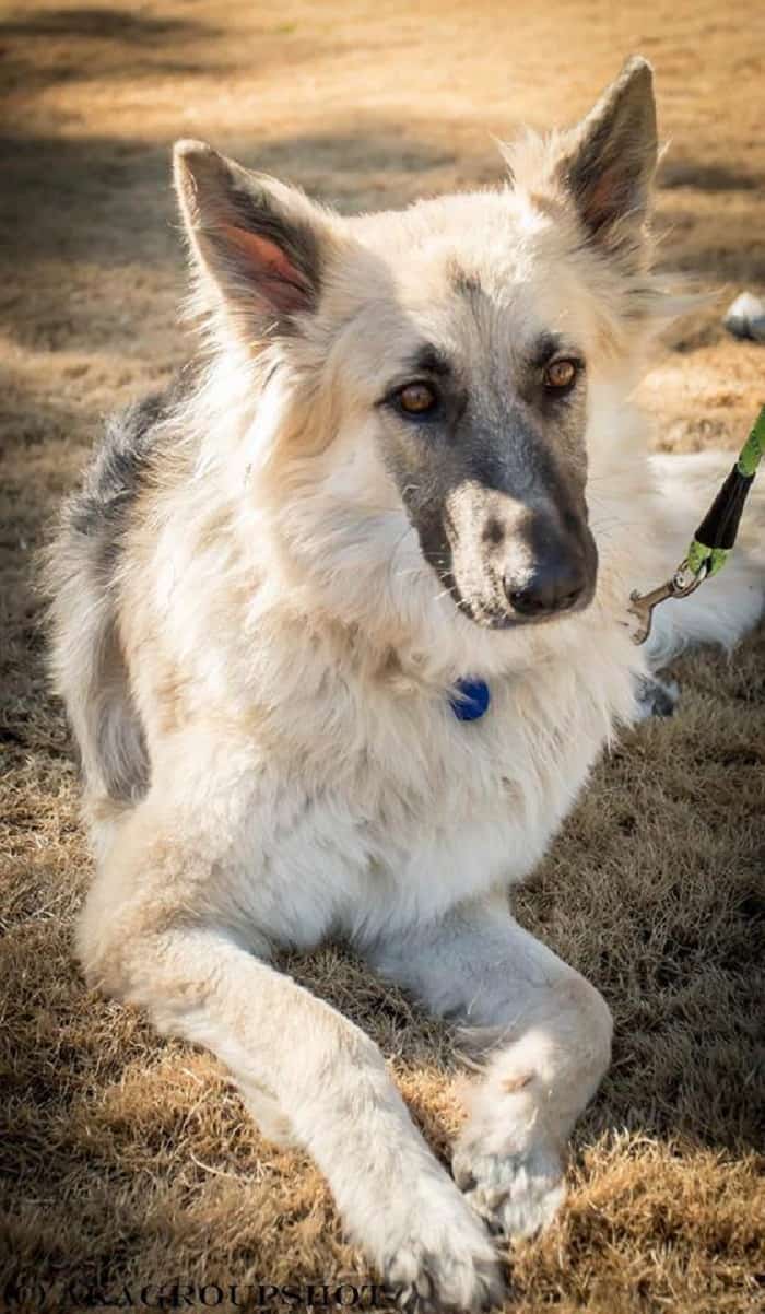 german shepherd dog lying down on the grass
