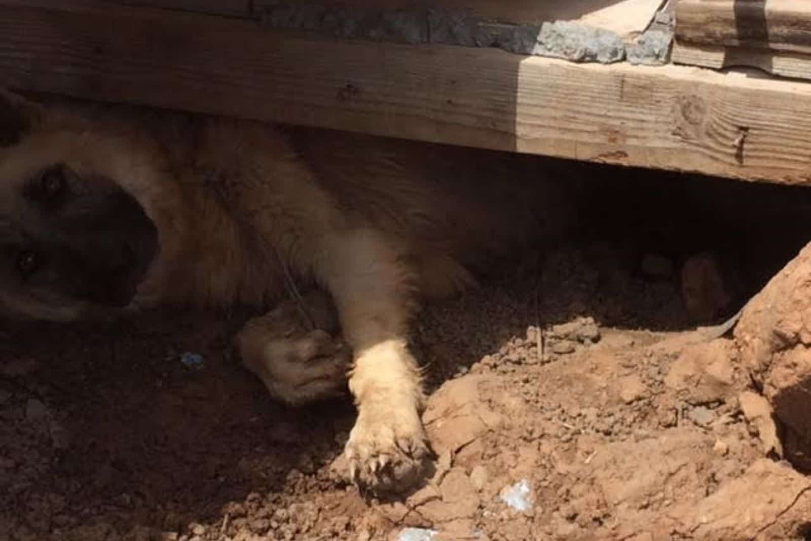 german shepherd dog lying on the ground under a construction pallet