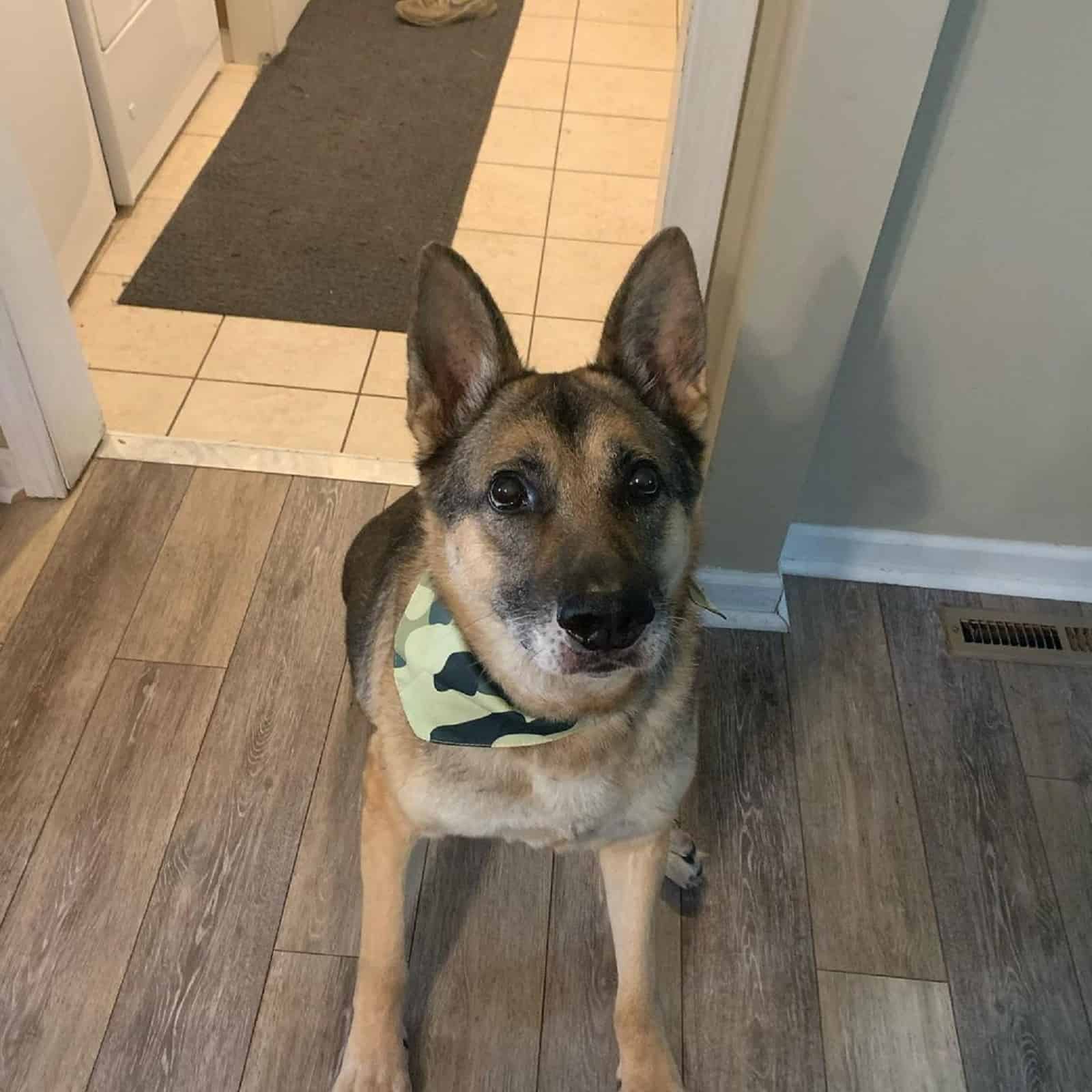 german shepherd dog sitting on the floor in house