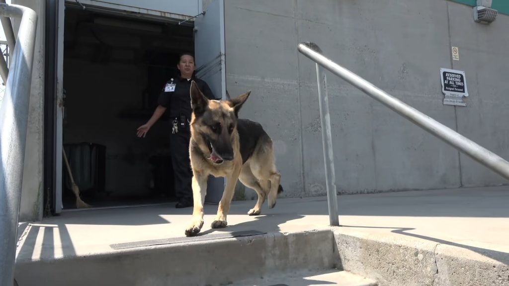 german shepherd dog standing on stairs in front of security guard