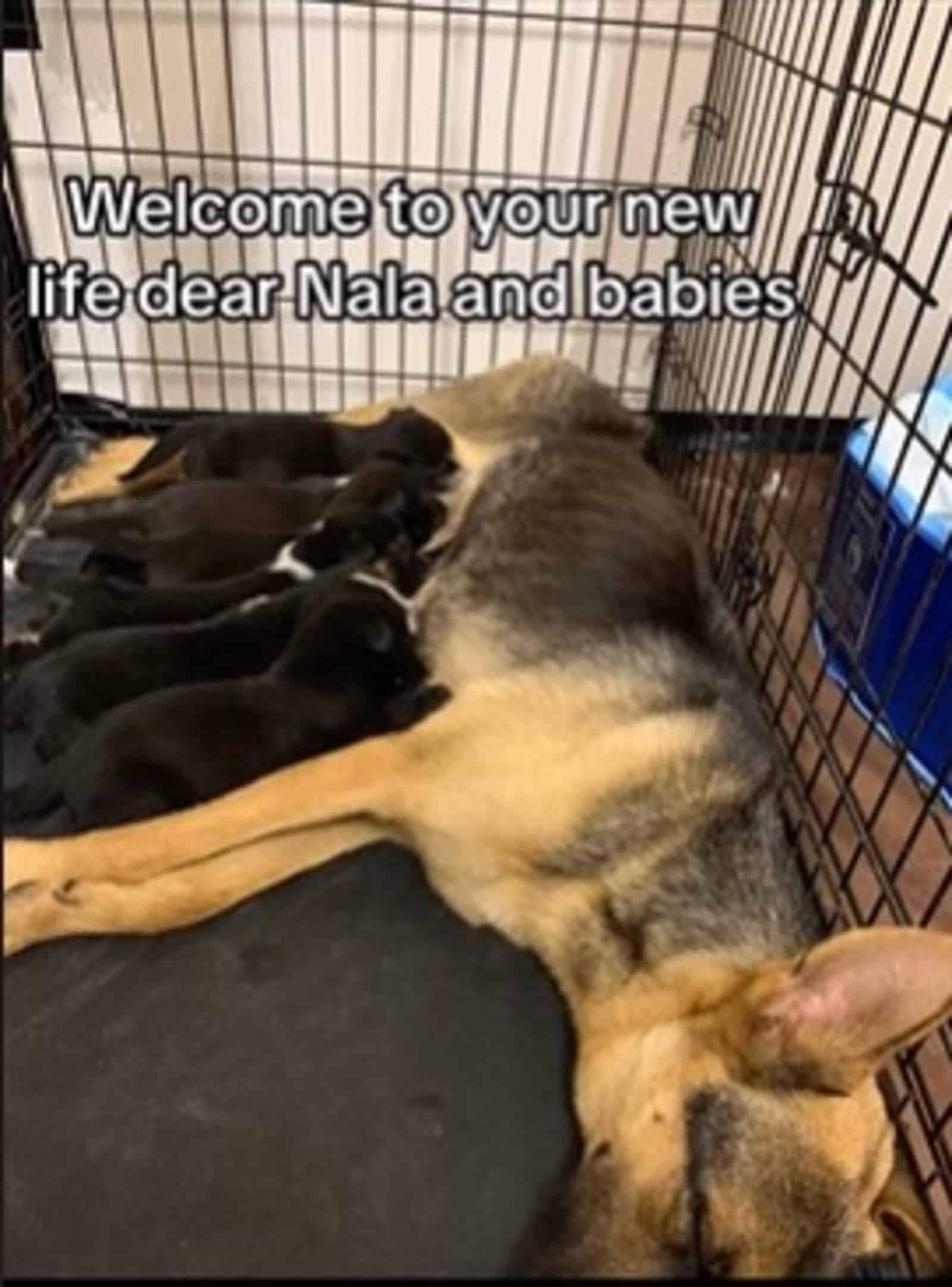 german shepherd dog with her puppies in a crate