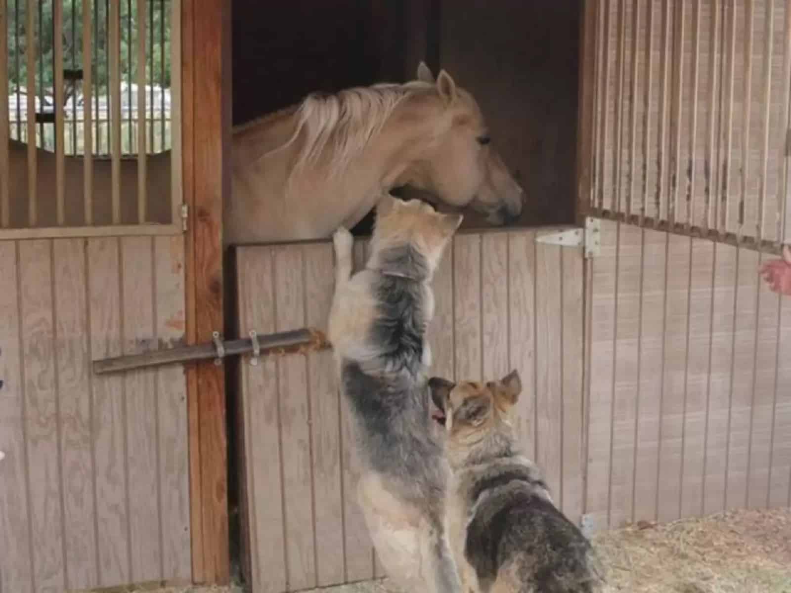 german shepherd dogs playing with a horse on the farm