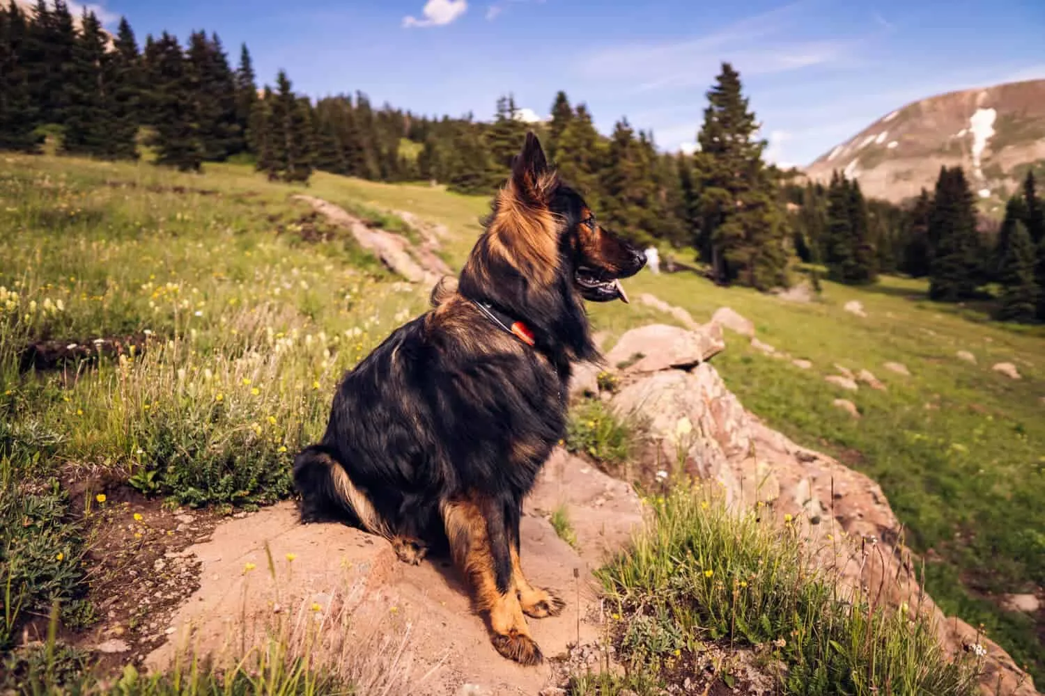german shepherd hiking