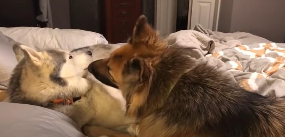 german shepherd looking at husky dog lying in the bed