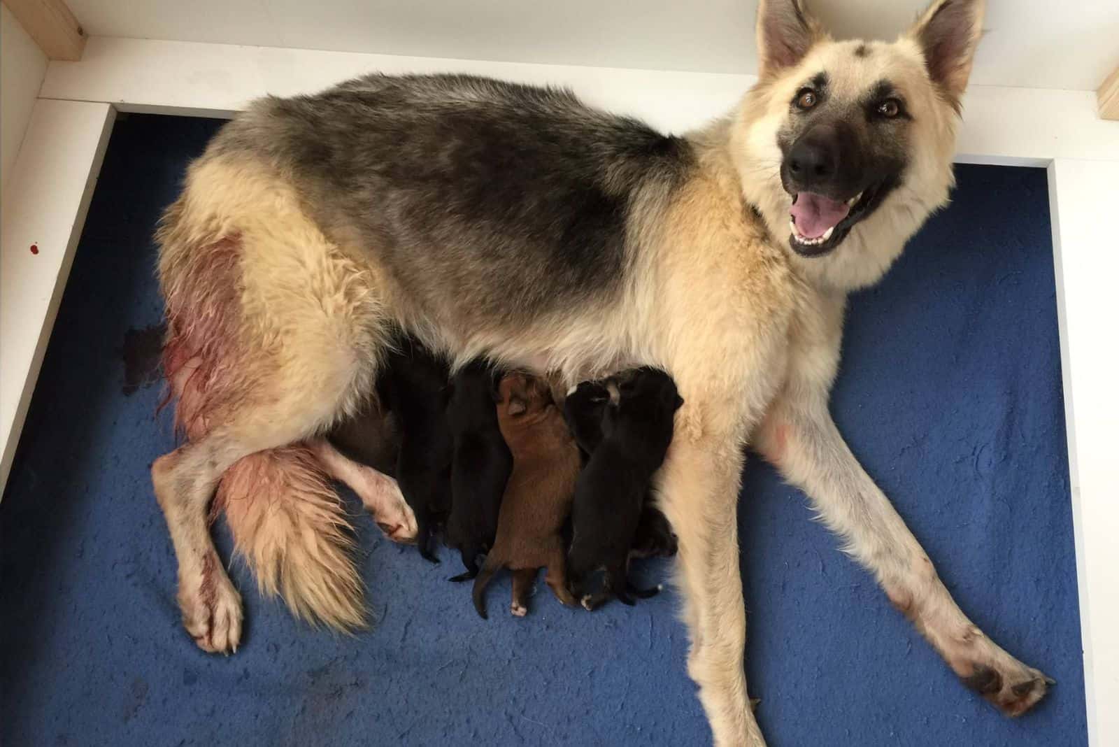 german shepherd mom nursing their puppies after giving birth