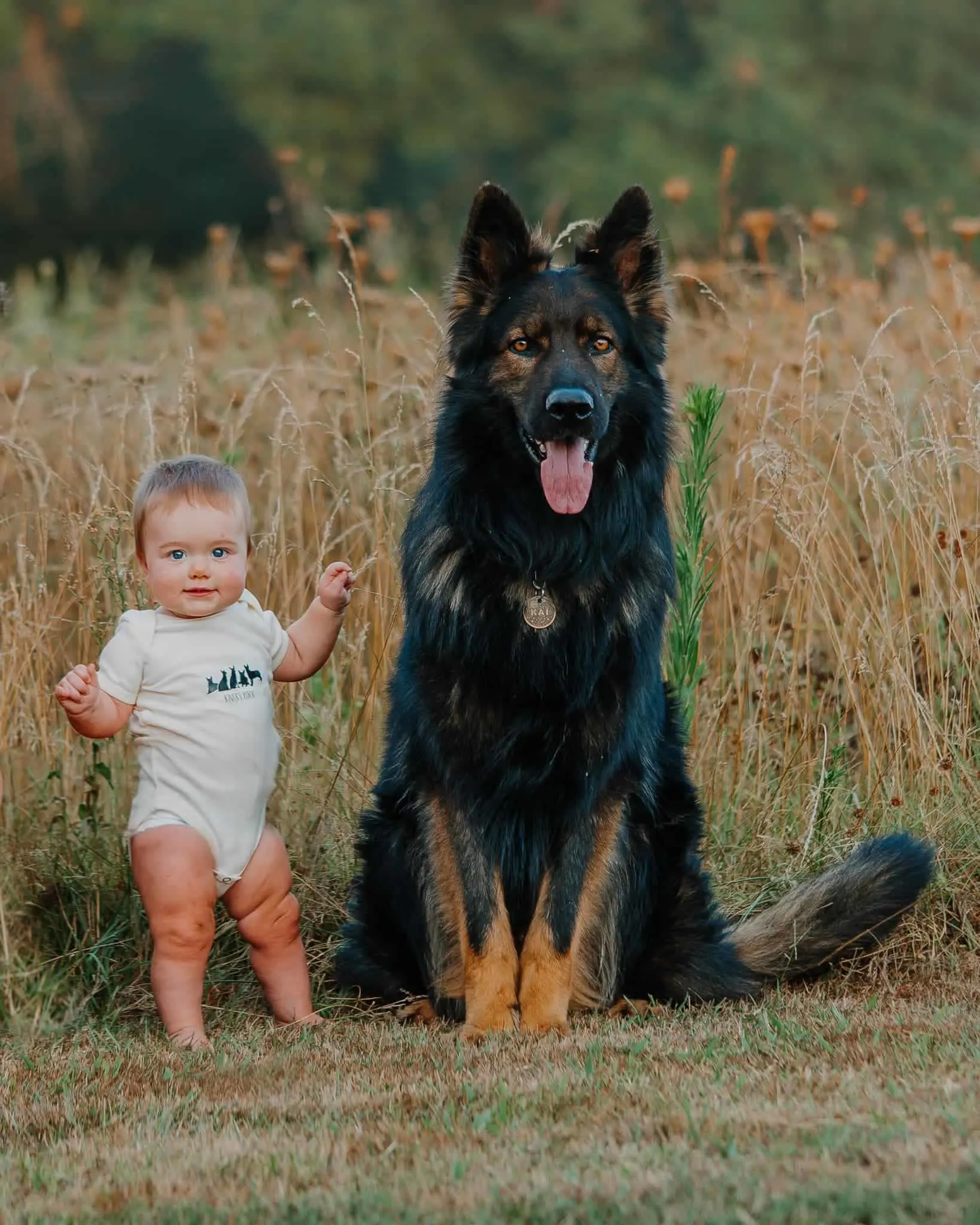 german shepherd posing for a photo with his baby sister