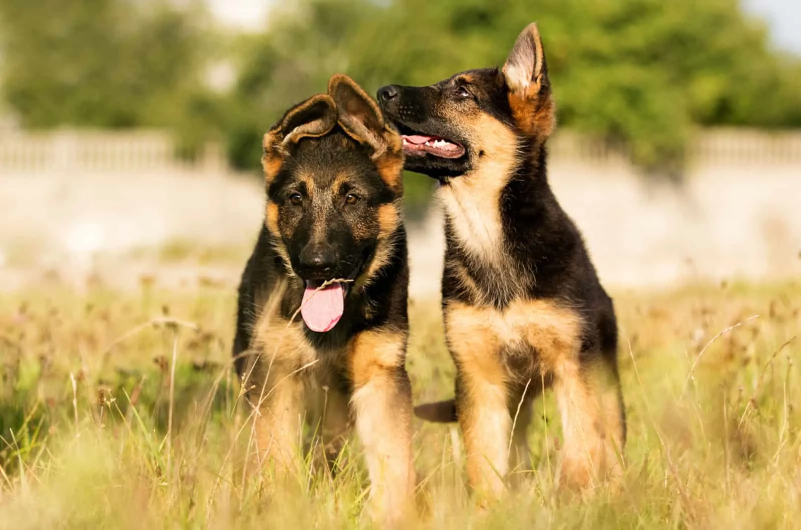 german shepherd puppies licking ear