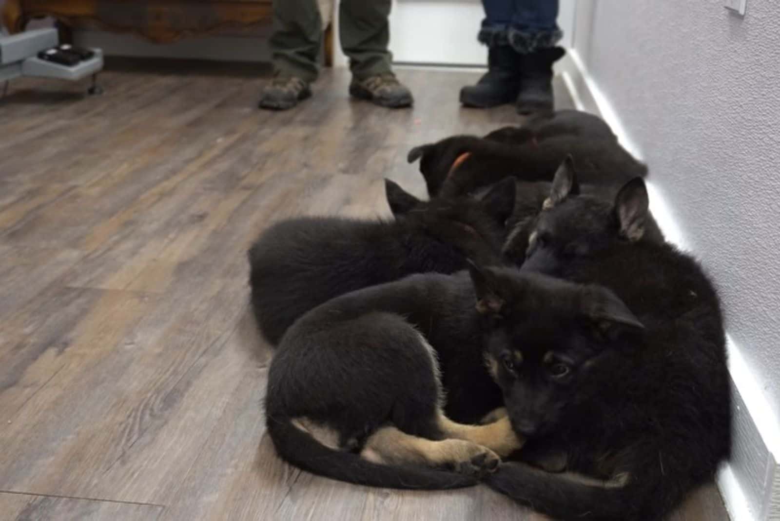german shepherd puppies lying on the floor