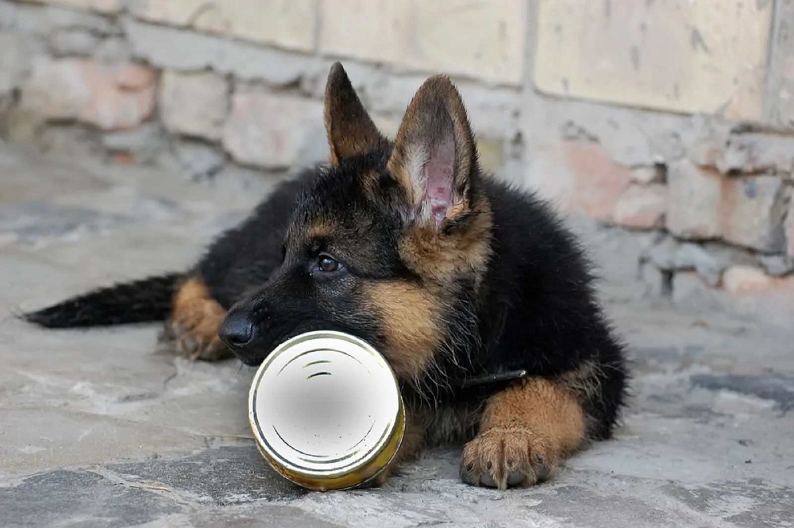 german shepherd dog puppy play with empty food can