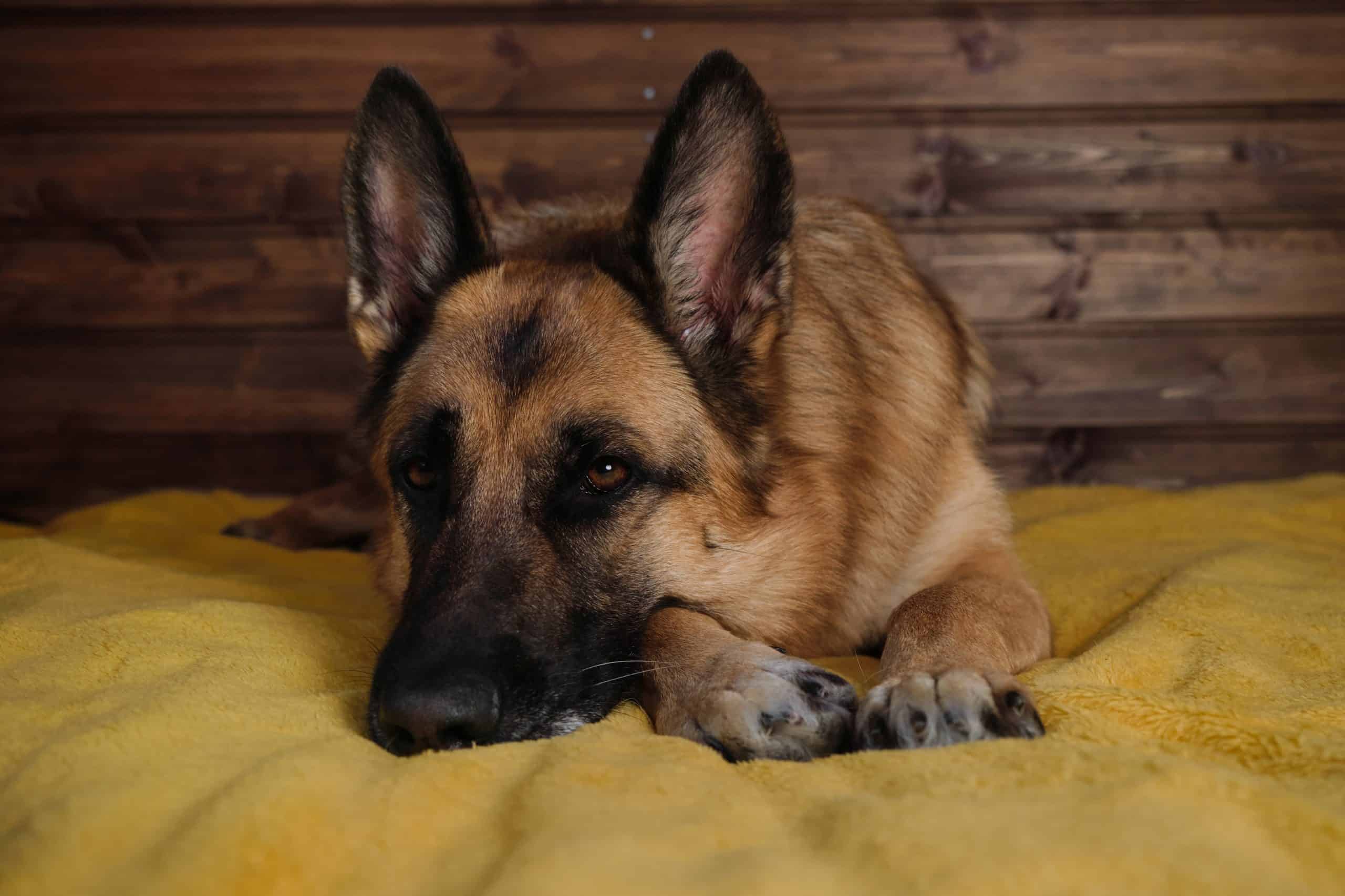 german shepherd resting in bed