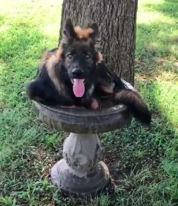 german shepherd enjoying himself in a birdbath