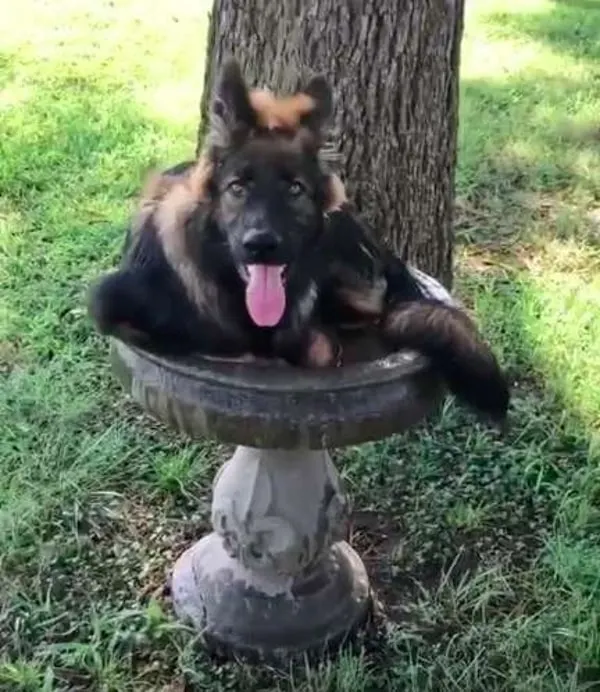 german shepherd enjoying himself in a birdbath