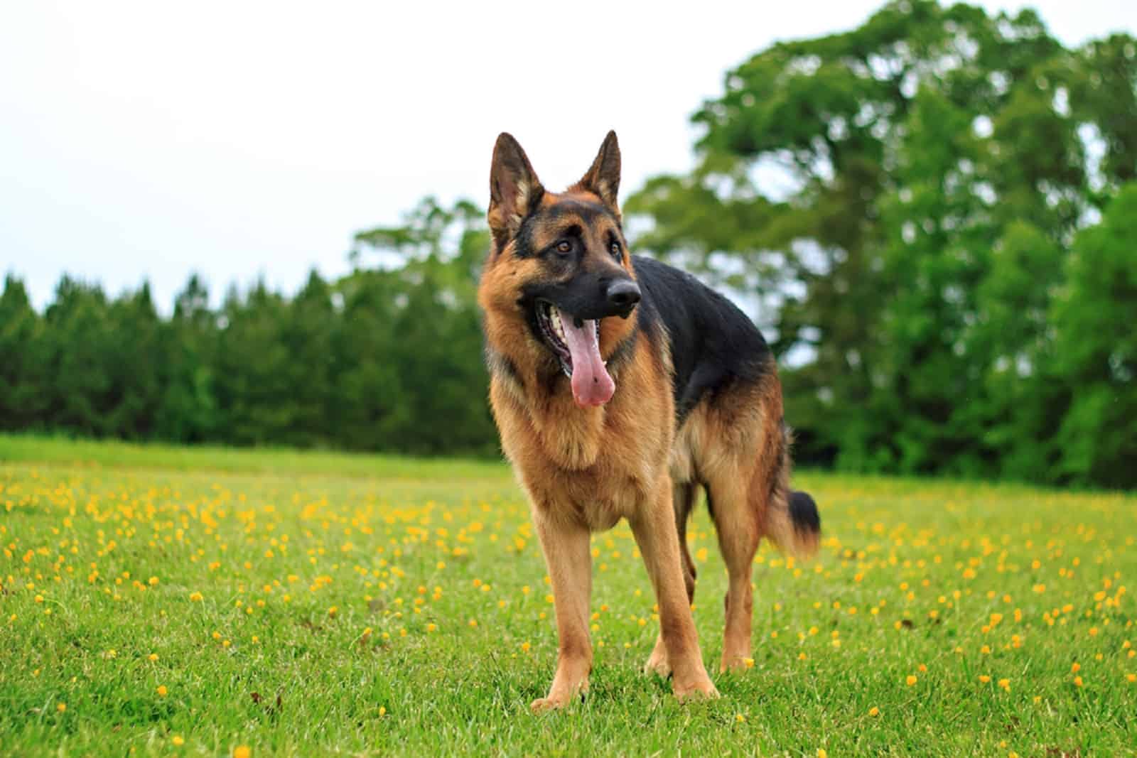 german shepherd dog standing on a meadow