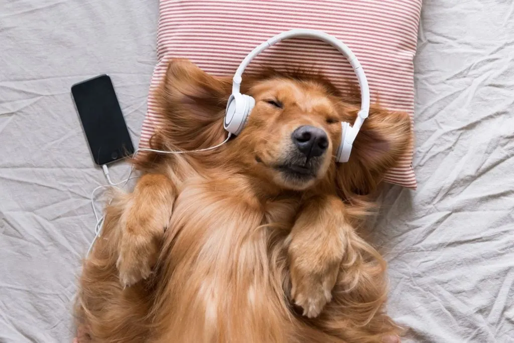 golden retriever lies on the bed and listens to music