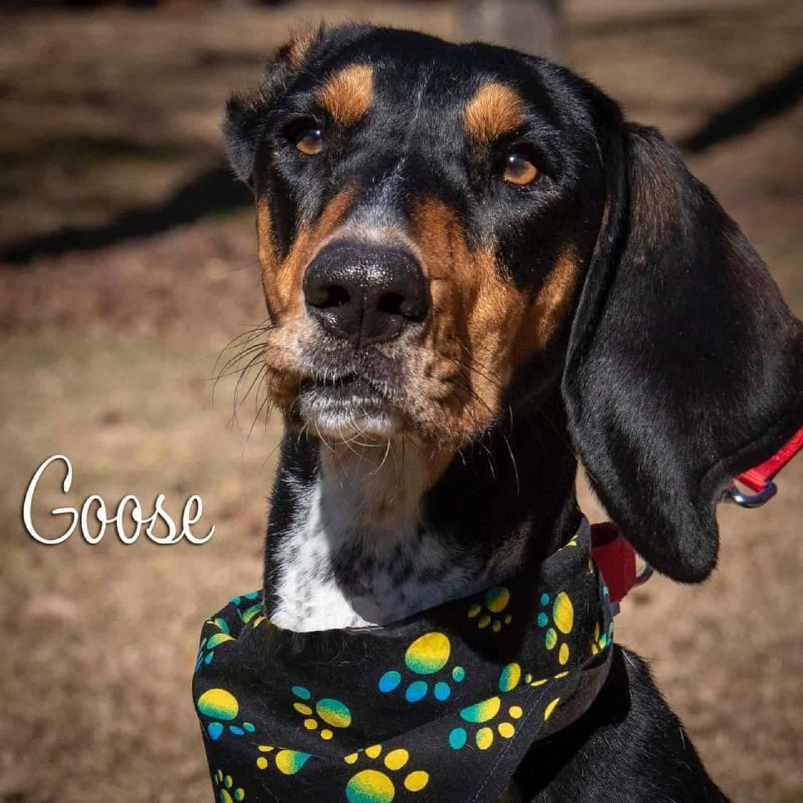 goose the dog