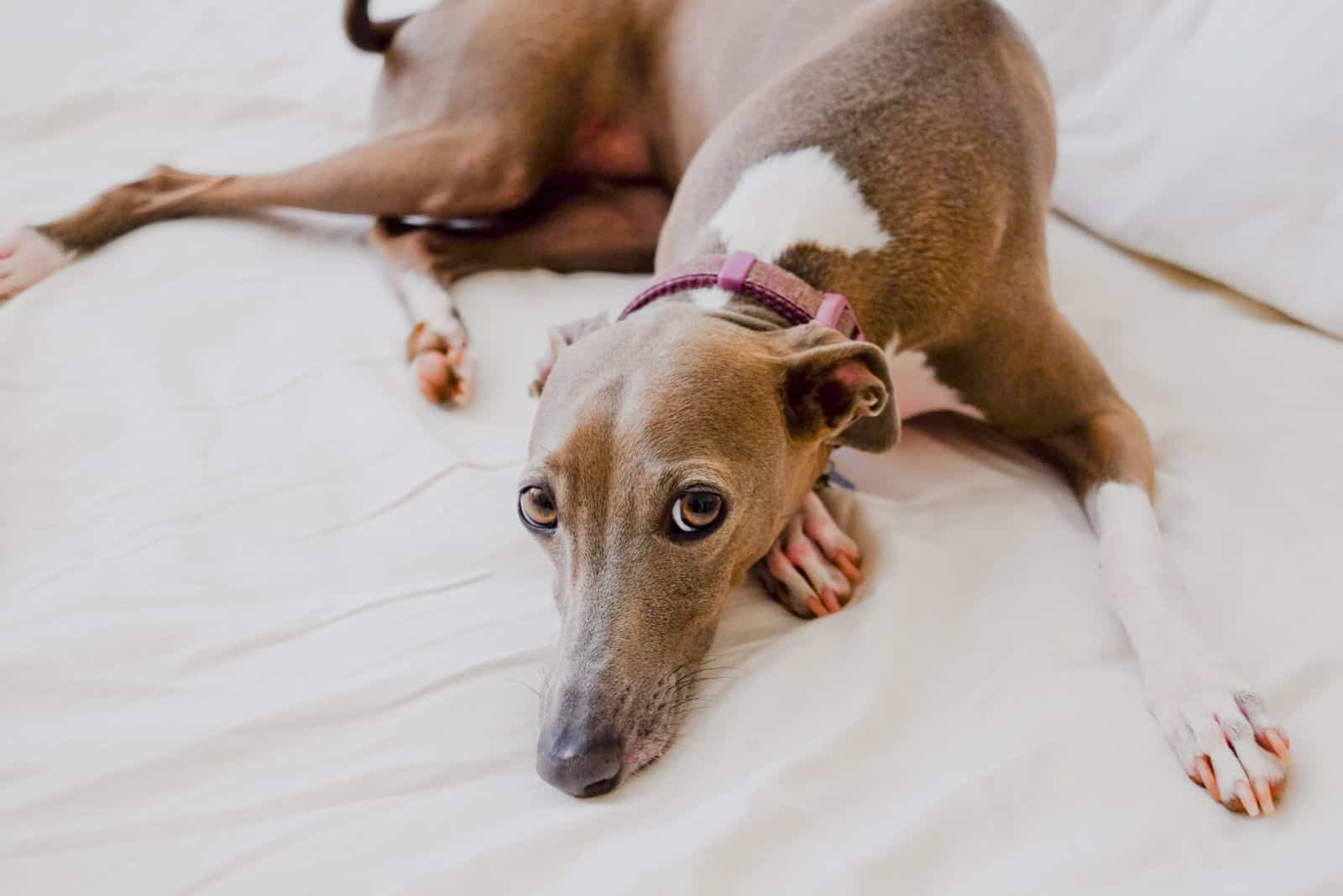 greyhound lying on the bed