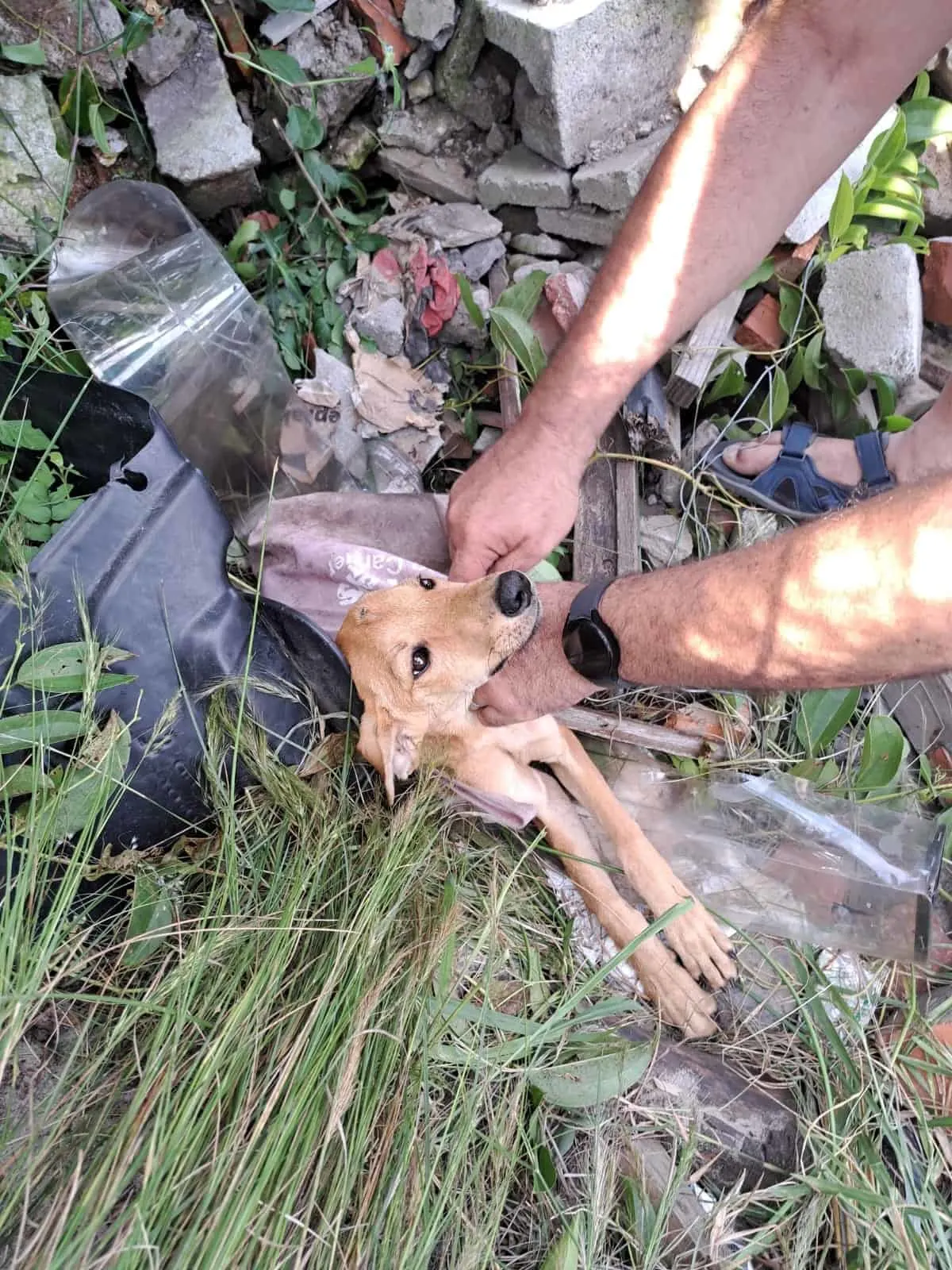 ayudando al pobre perro en la basura