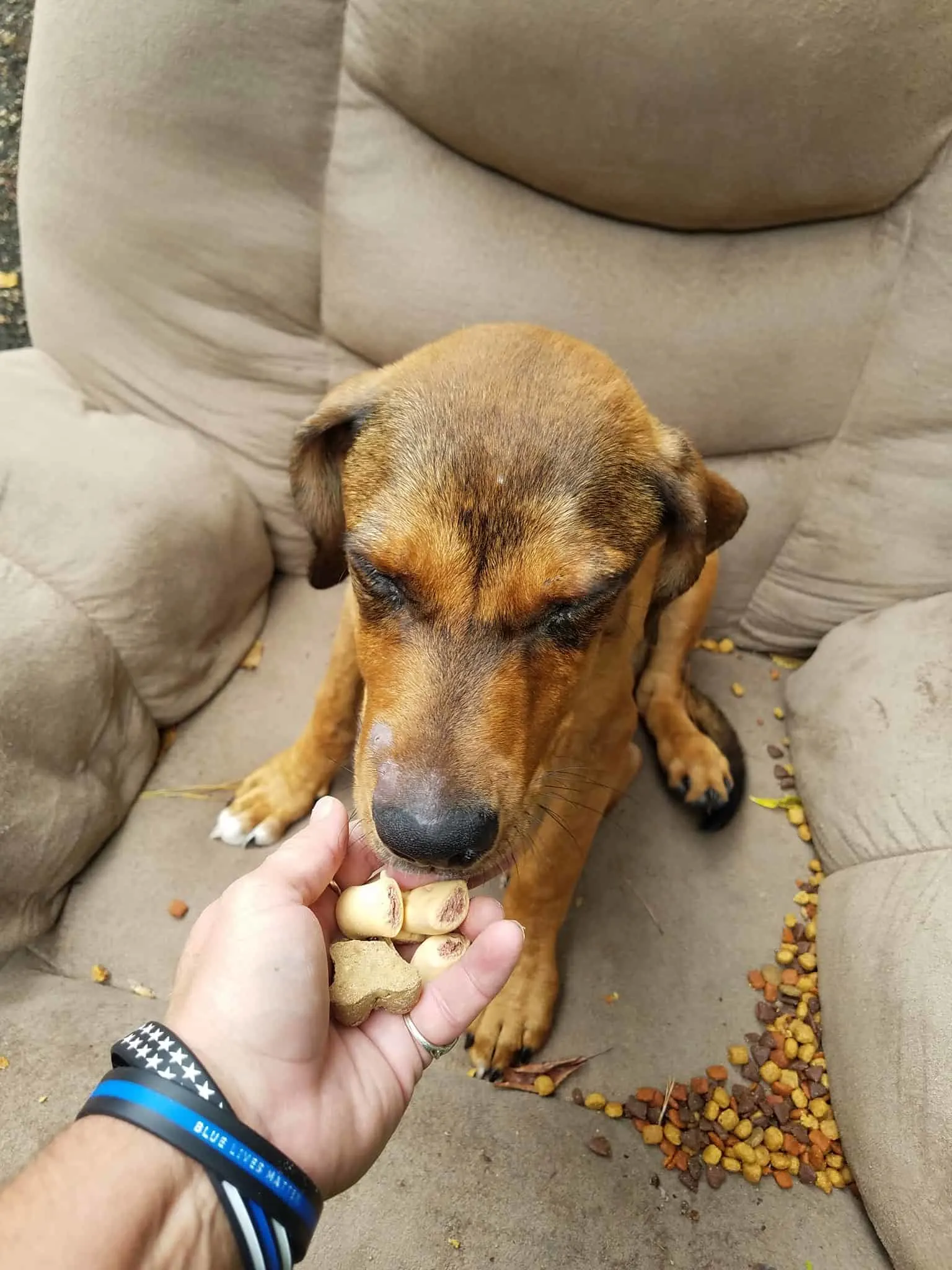alimentación humana cachorro abandonado