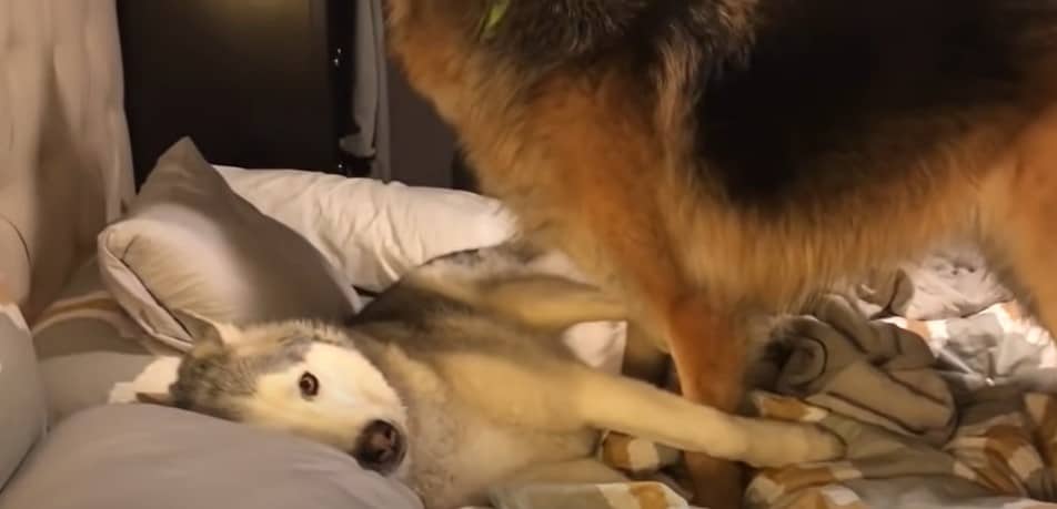 husky dog and german shepherd dog on the bed