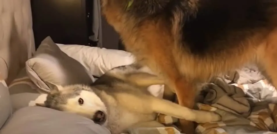 husky dog and german shepherd dog on the bed