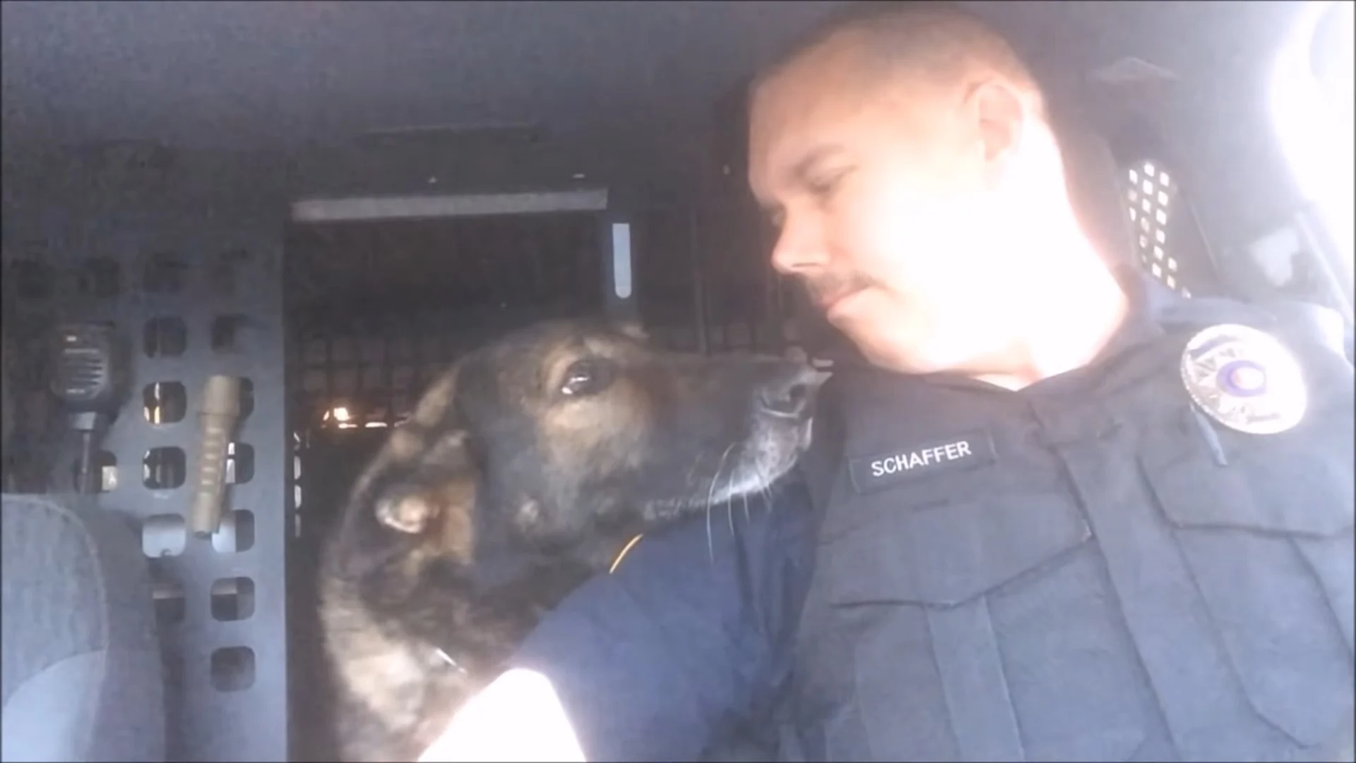 k9 officer and german shepherd dog looking at each other in the car