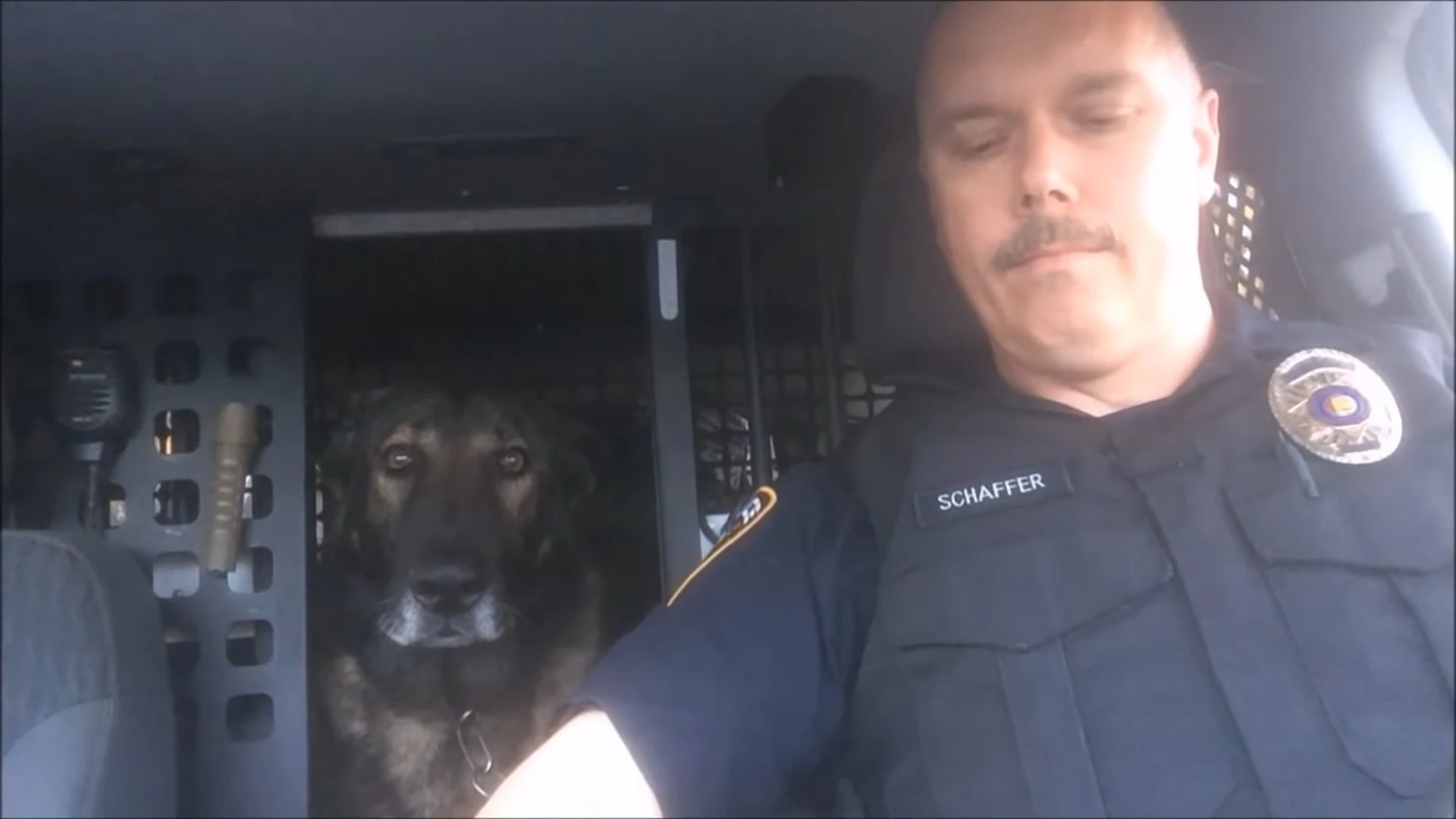 k9 officer and german shepherd dog in car