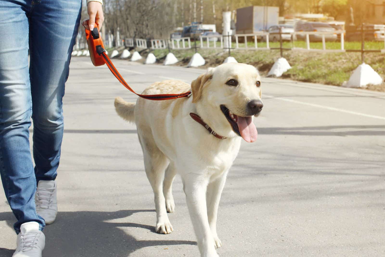 labrador retriever dog walking in the city on a leash