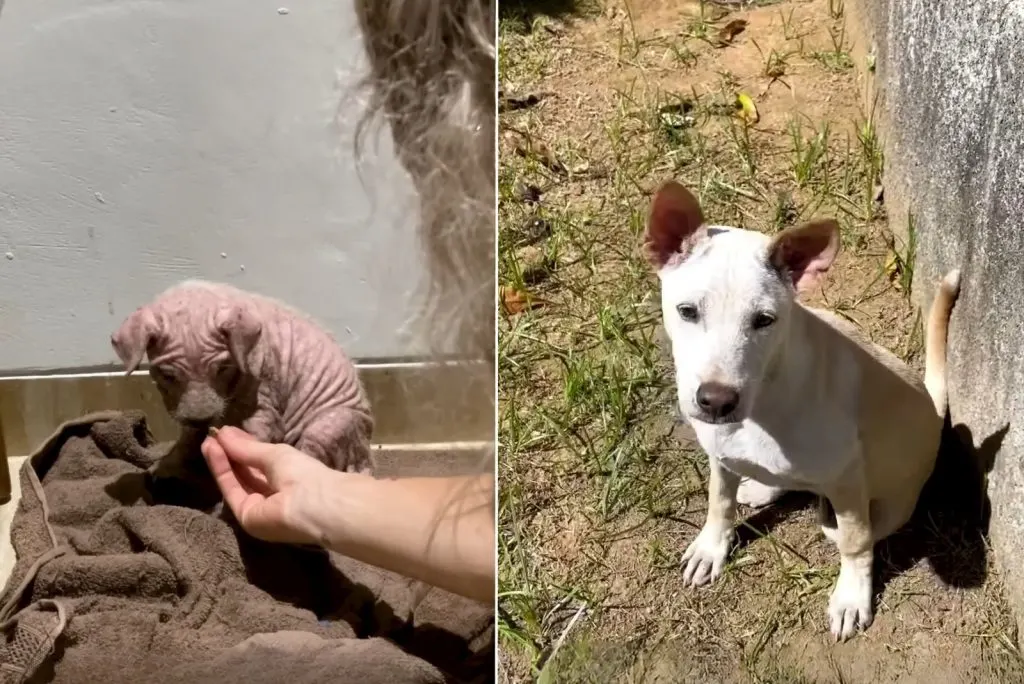 cachorrito antes y después de la recuperación