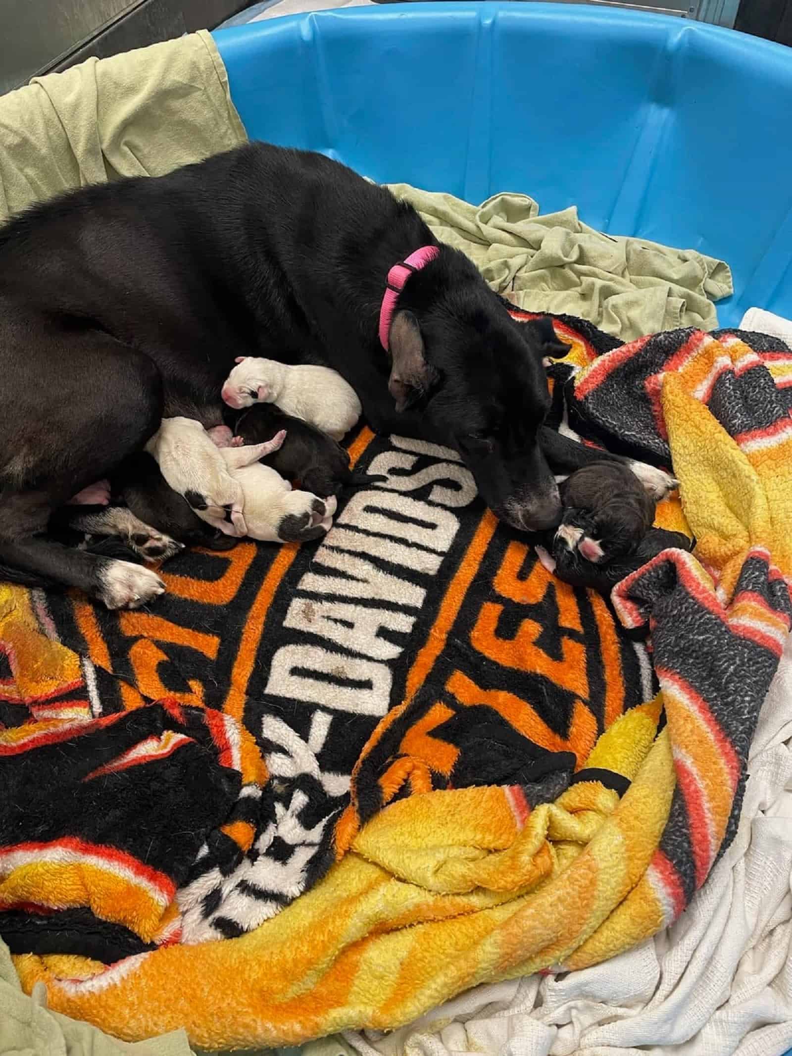 mama great dane and her puppies lying together